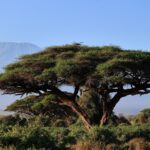 Amboseli In October