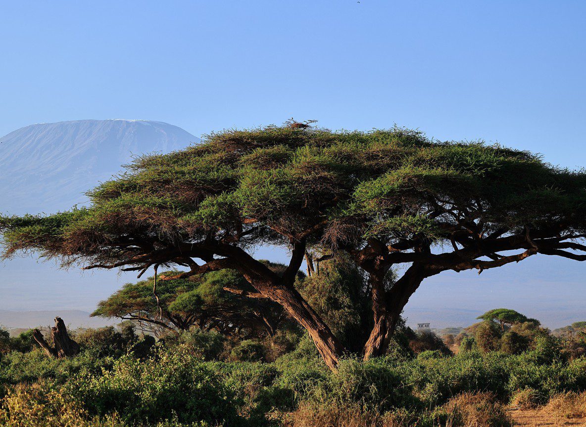 Amboseli In October