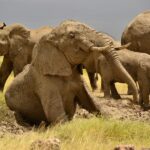 Amboseli In September
