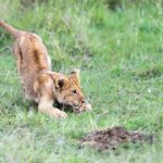 Amboseli Luxury Safari Guide