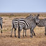 Amboseli Park Fees Guide