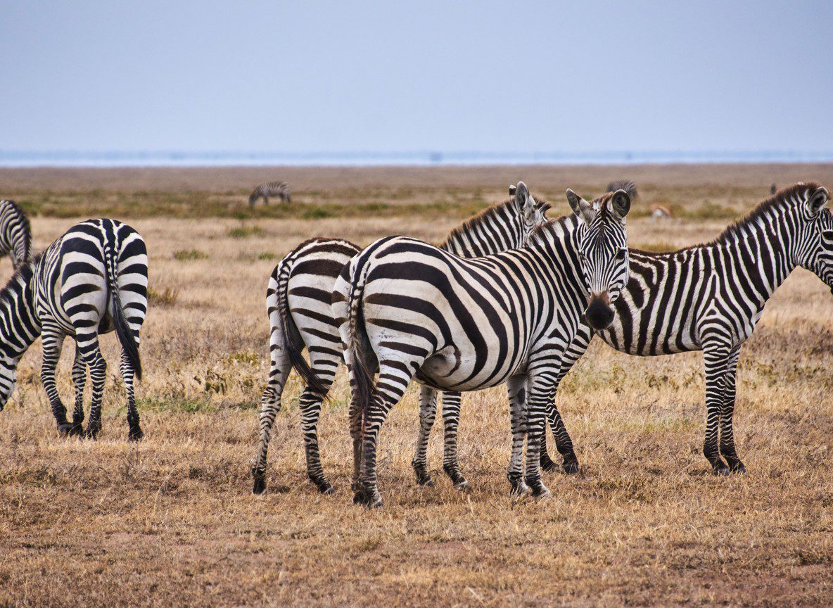 Amboseli Park Fees Guide