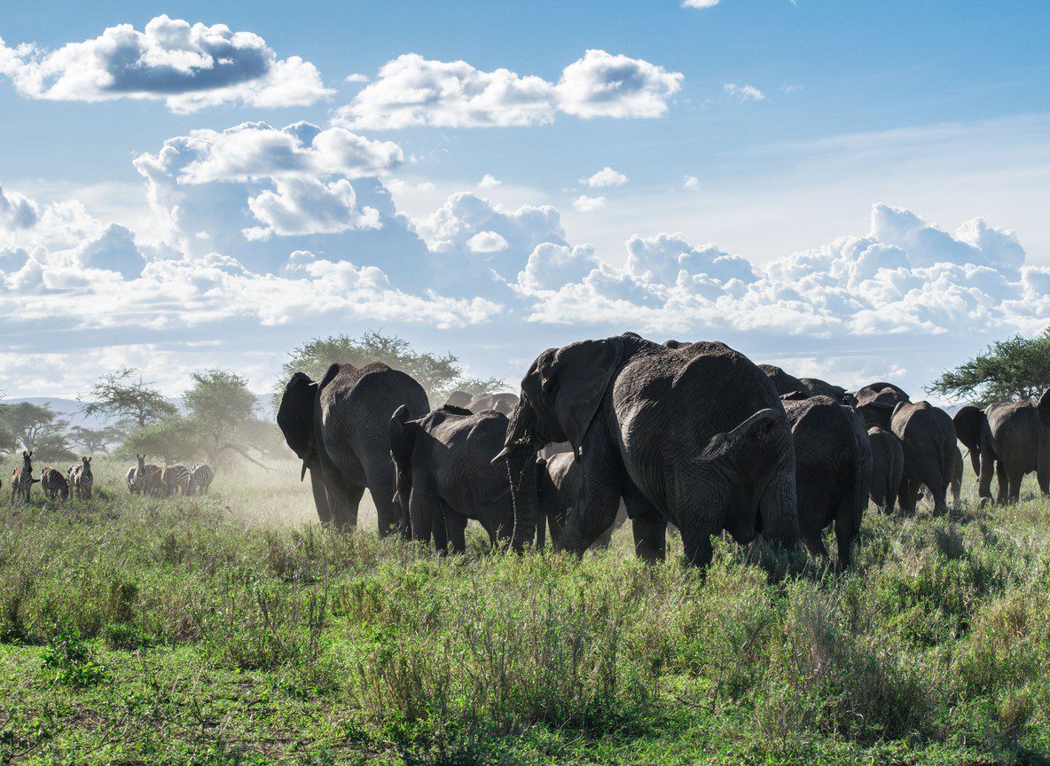 Amboseli Park Fees Guide