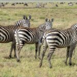 Amboseli Road Conditions Guide