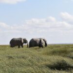Amboseli Safari Cost Guide Refreshed