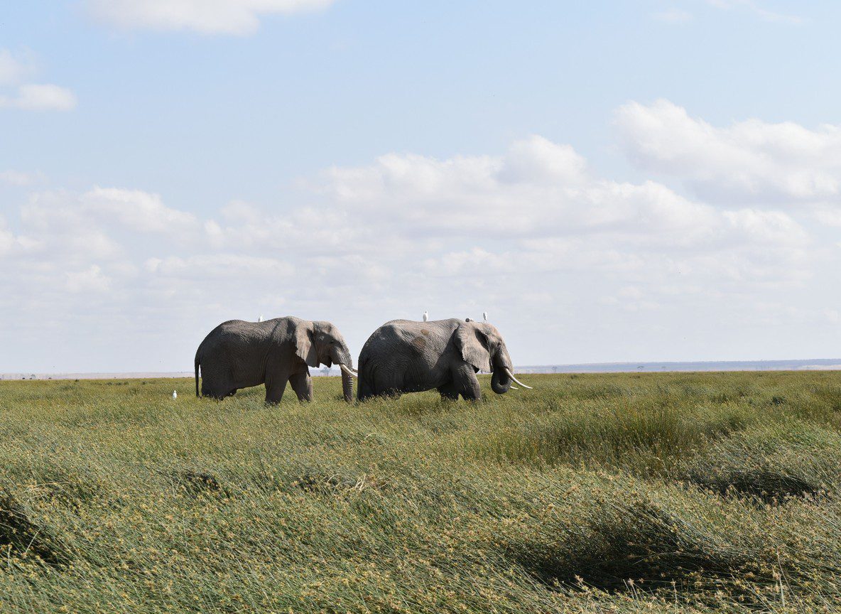 Amboseli Safari Cost Guide Refreshed