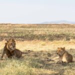 Amboseli Safari From Nairobi Guide