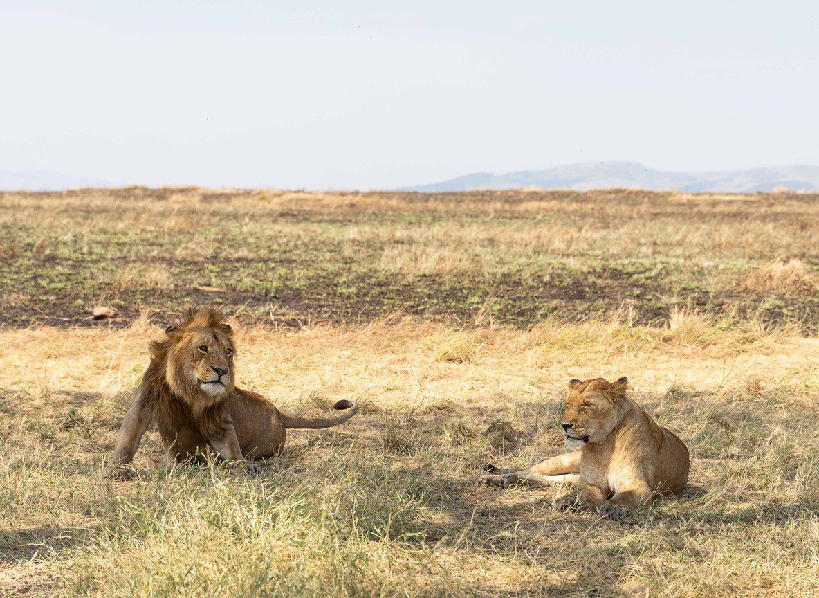 Amboseli Safari From Nairobi Guide