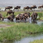 Amboseli Safari Packing List