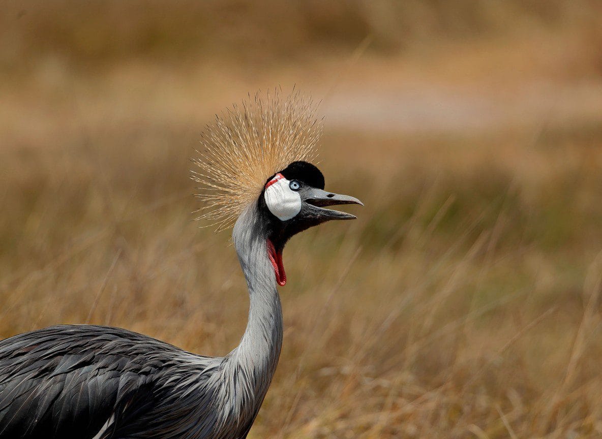 Amboseli Transport Fly Vs Drive Guide