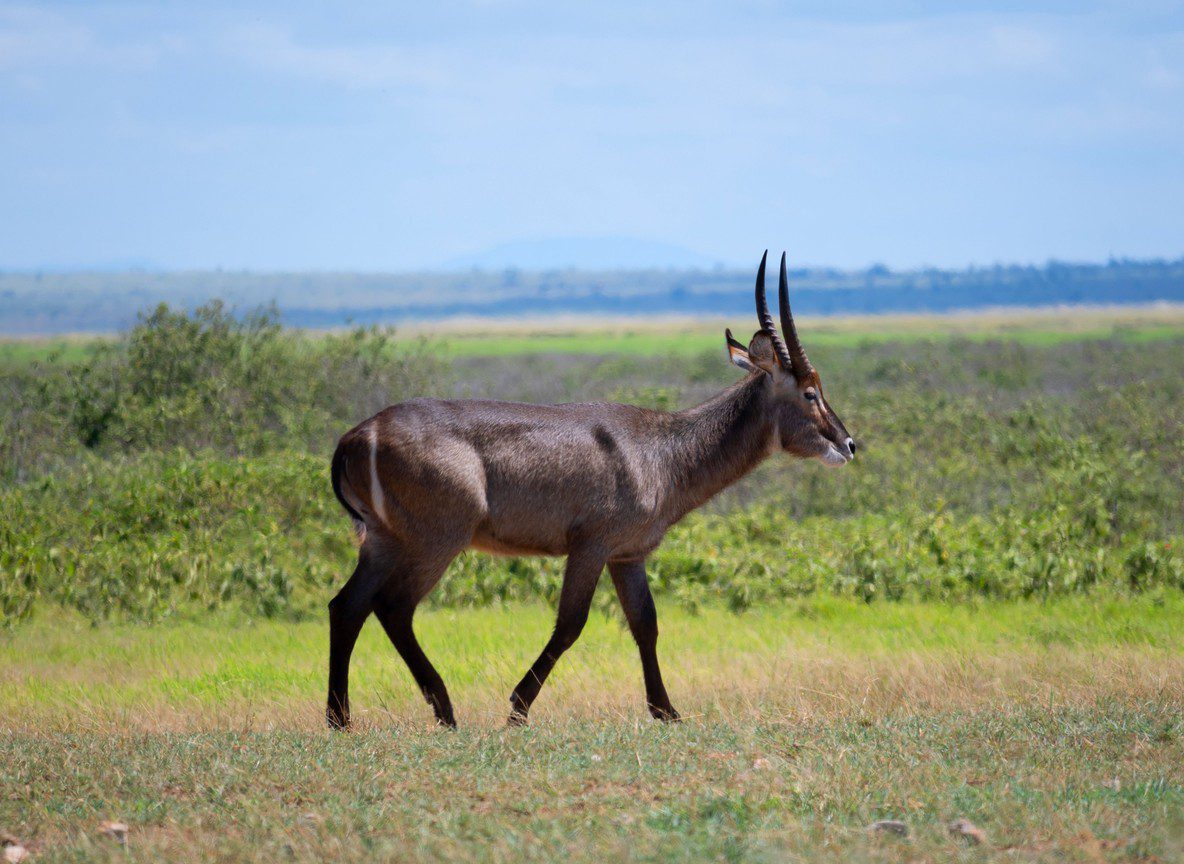 Amboseli Vs Tsavo