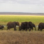 Amboseli Weather Month By Month Guide Refreshed