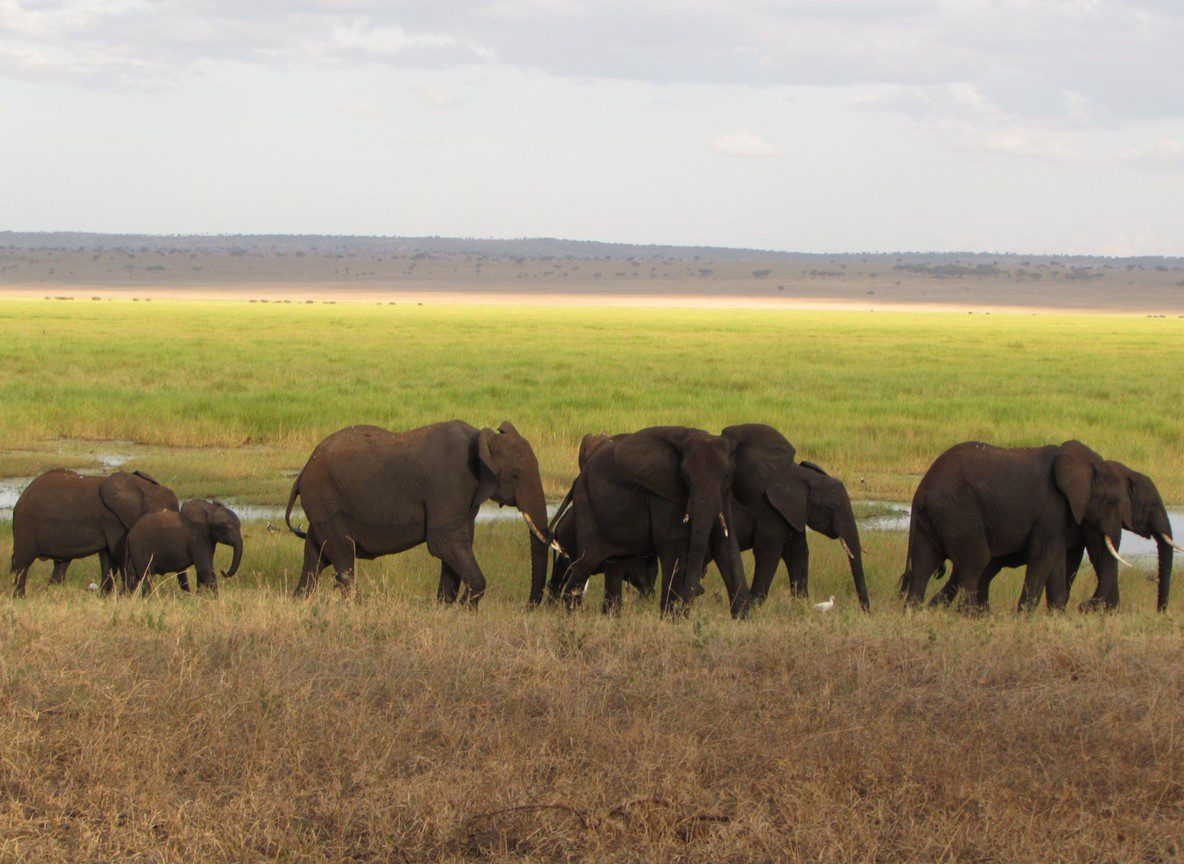 Amboseli Weather Month By Month Guide Refreshed