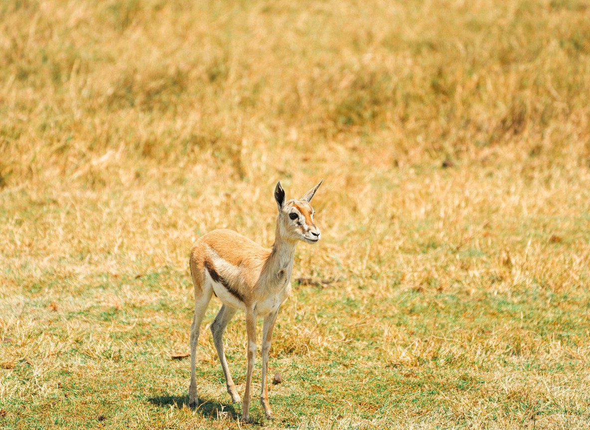 Amboseli Weekend Safari Guide