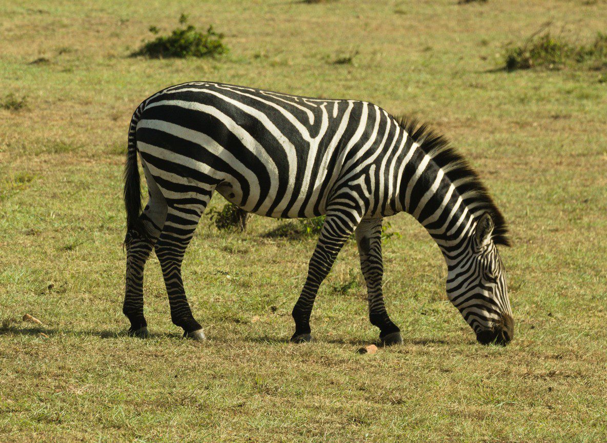 Aruba Mara Camp Talek River Maasai Mara