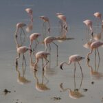 August Vs September In Amboseli