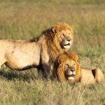 Basecamp Adventure Near Talek Gate Maasai Mara