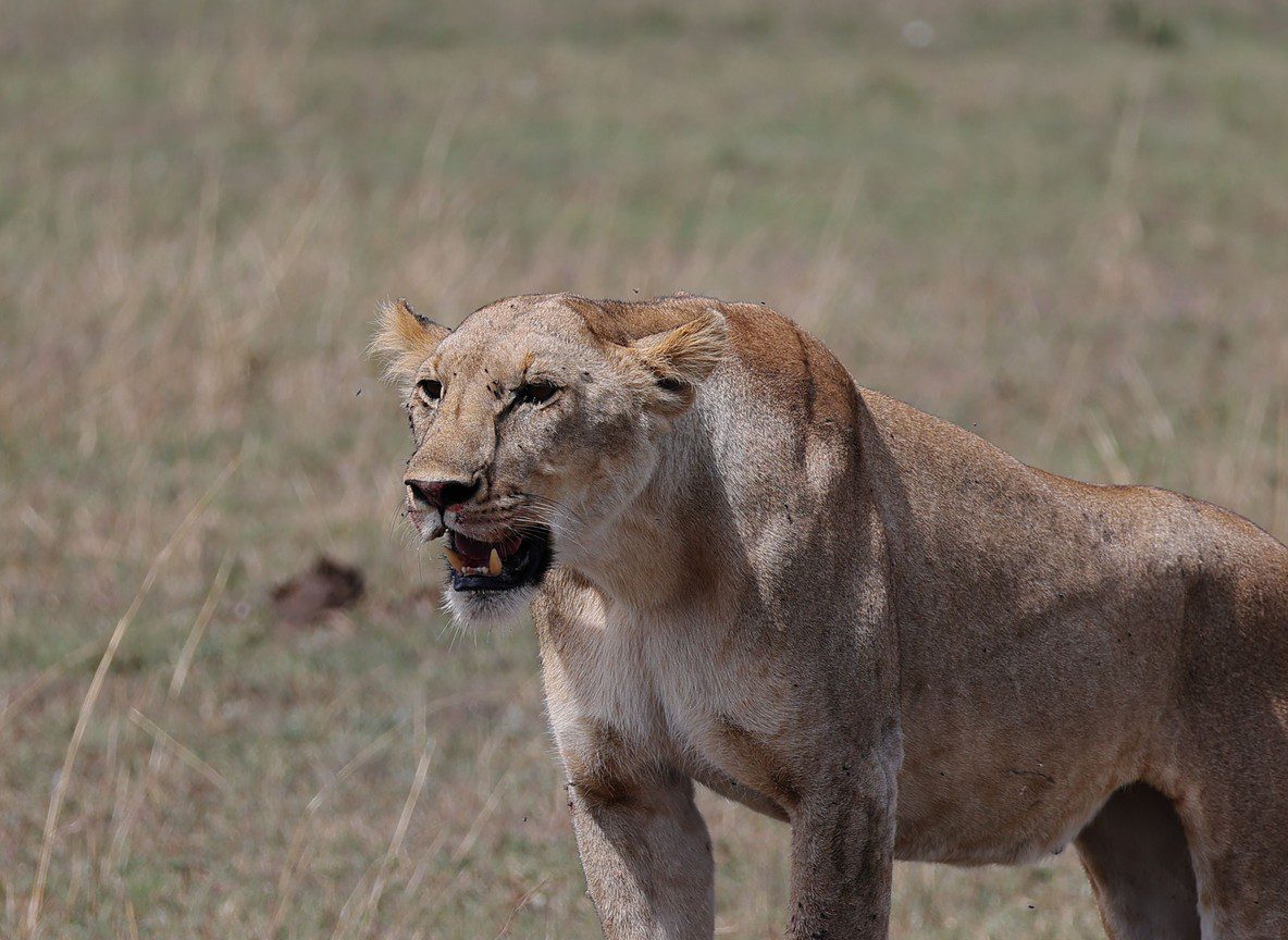 Basecamp Adventure Near Talek Gate Maasai Mara