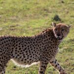 Basecamp Adventure Talek Gate Maasai Mara