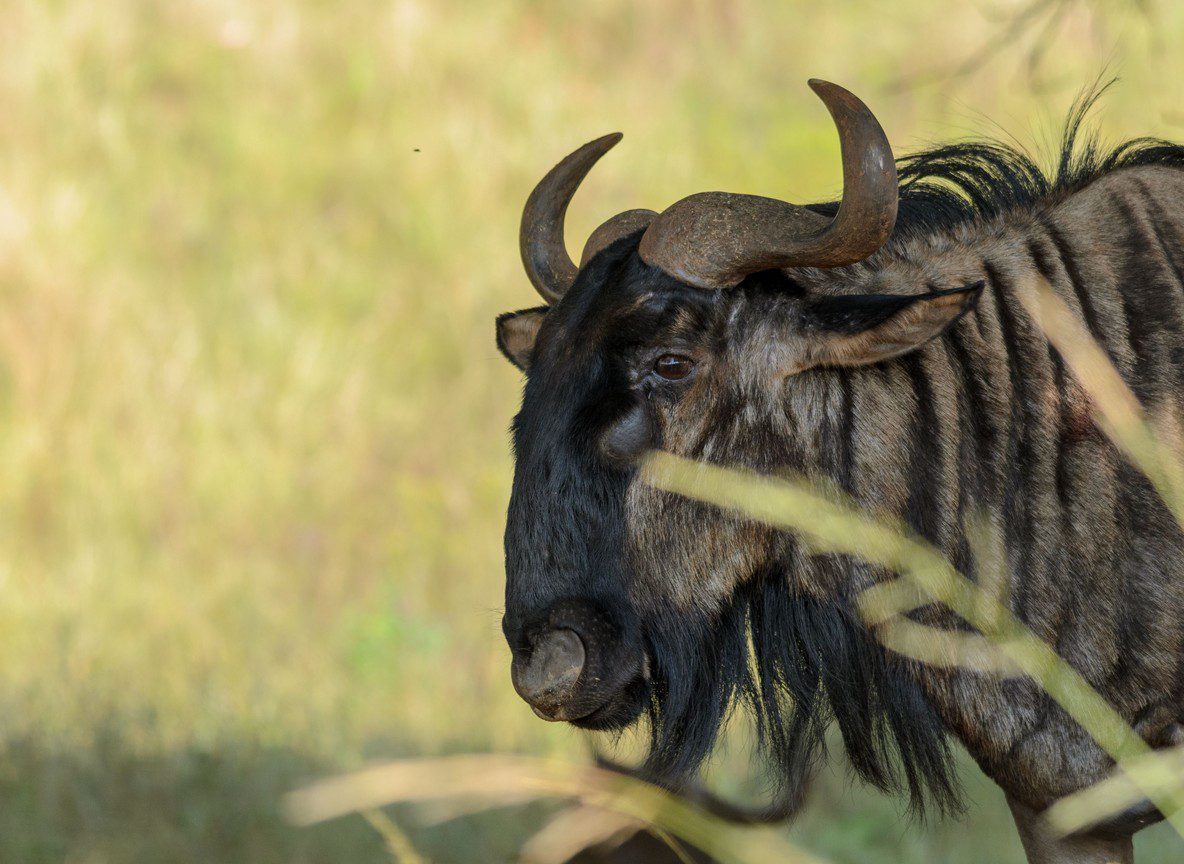 Basecamp Wilderness Naboisho Conservancy Maasai Mara