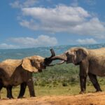 Best Amboseli Itinerary For First Timers