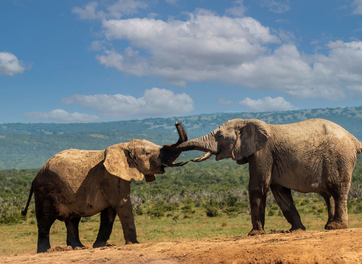 Best Amboseli Itinerary For First Timers