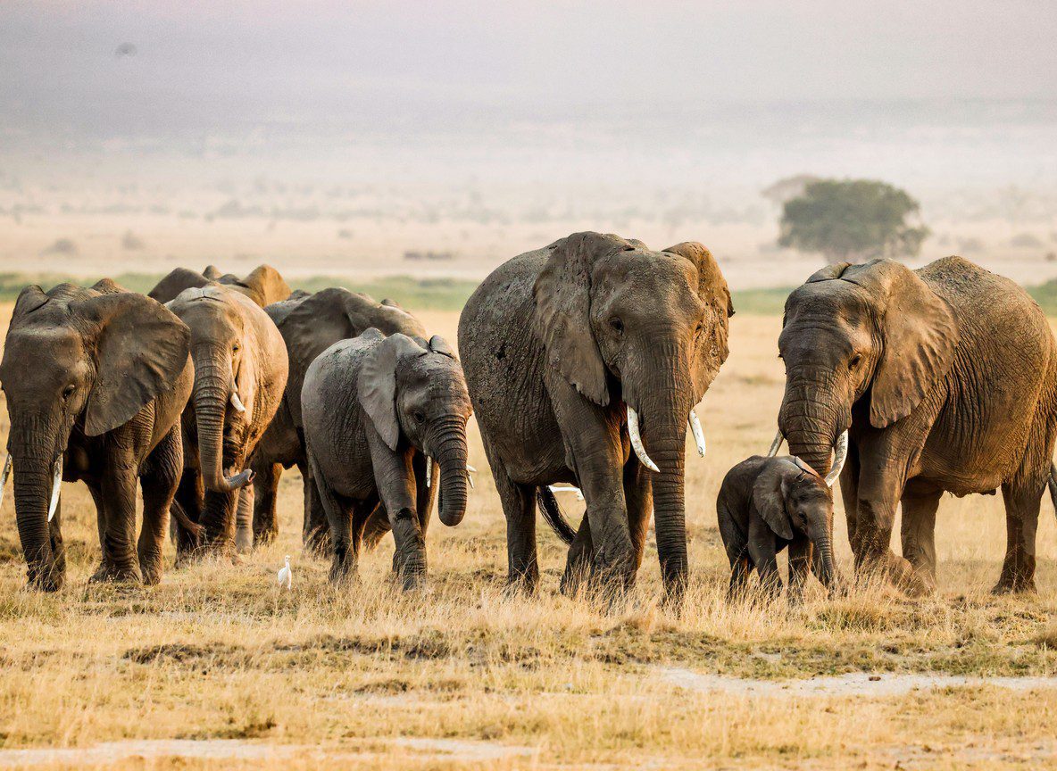 Best Amboseli Itinerary For First Timers