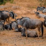 Best Amboseli Safari For Families From Nairobi