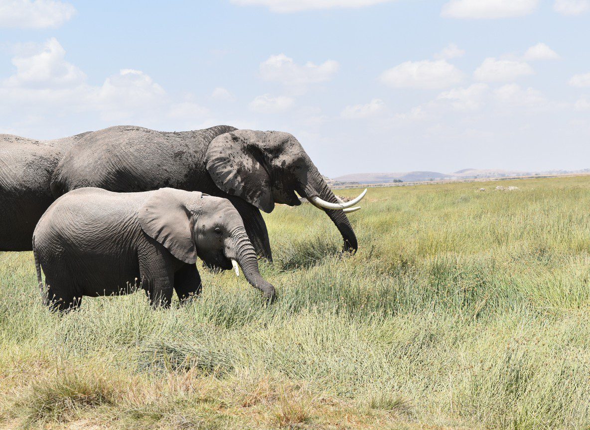 Best Amboseli Safari For Families From Nairobi