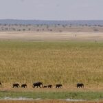 Best Amboseli Safari For Photographers From Nairobi