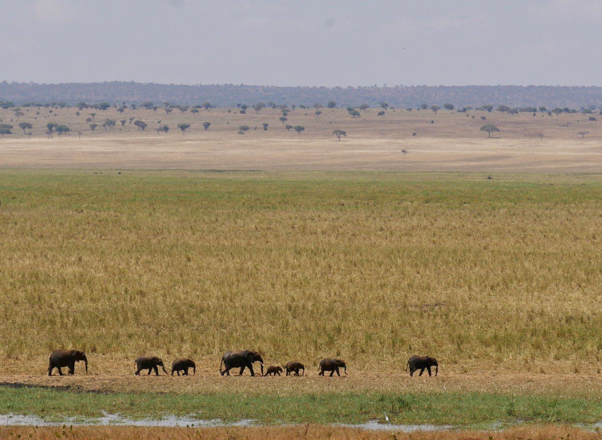 Best Amboseli Safari For Photographers From Nairobi