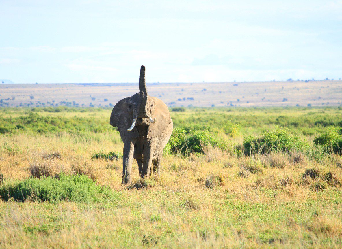 Best Amboseli Safari For Photographers From Nairobi