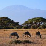 Best Area To Stay In Amboseli Guide