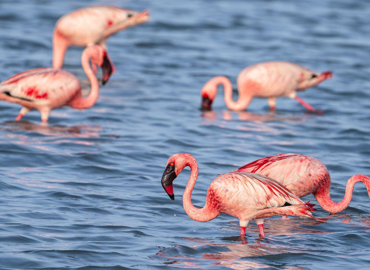 Best Kenya Birding Tour Packages