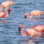 Best Kenya Birding Tour Packages