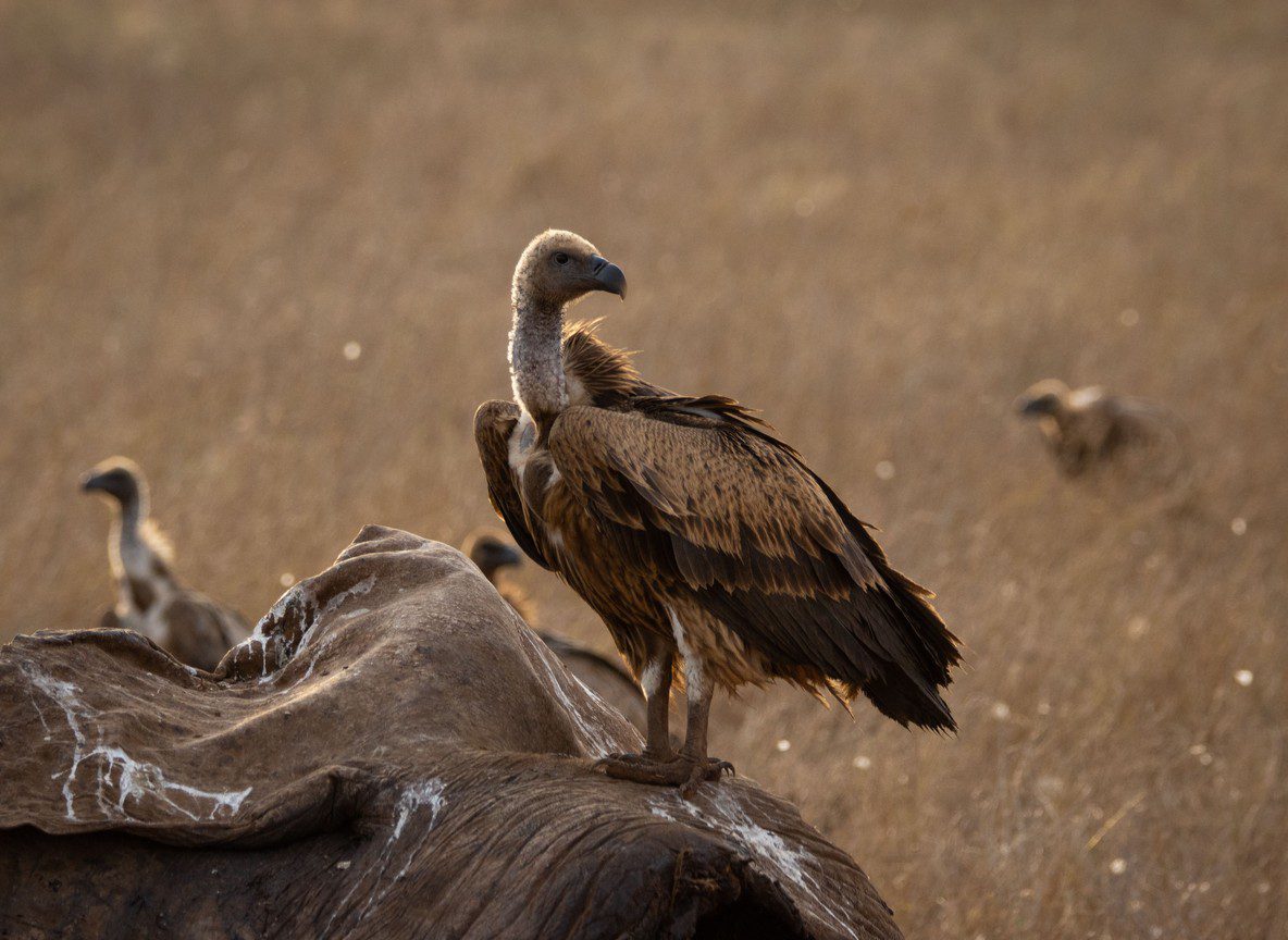 Best Kenya Birding Tour Packages