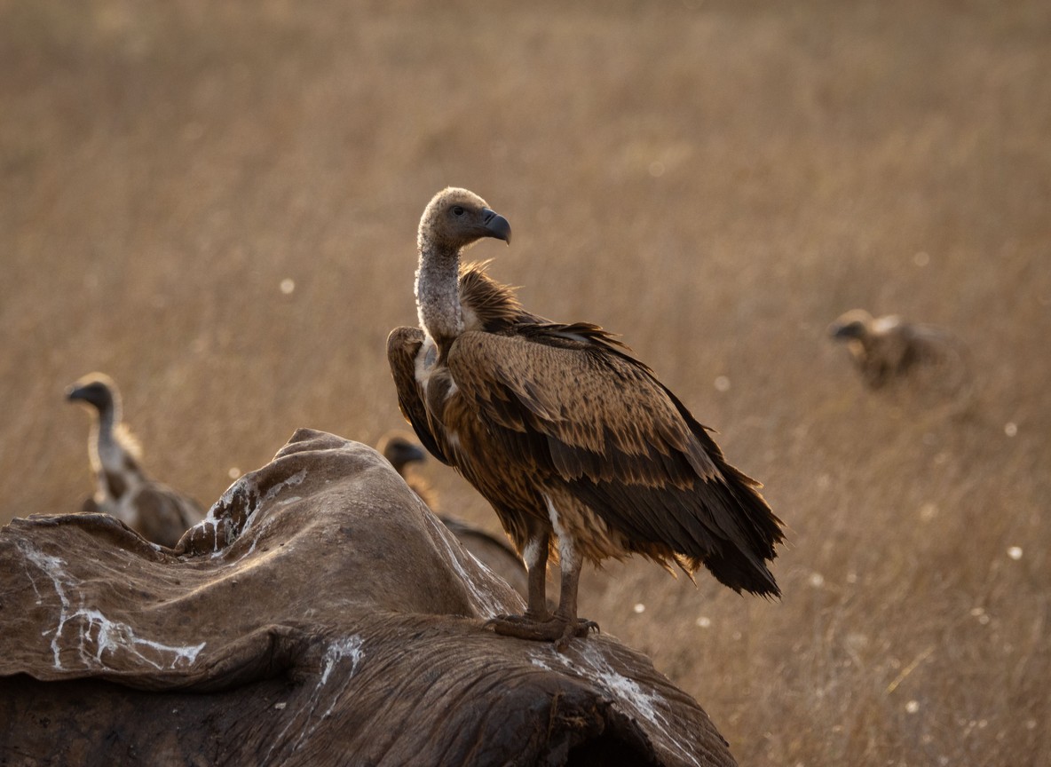 Best Kenya Birding Tour Packages