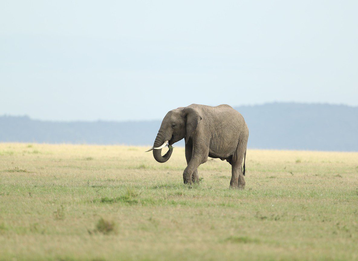 Best Masai Mara Camps Wildebeest Migration Guide