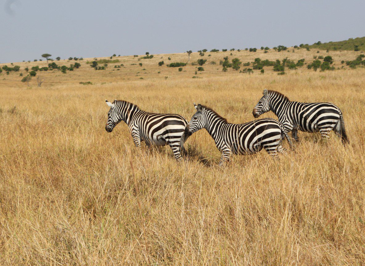 Best Masai Mara Tour Operators