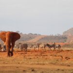 Best Time To Visit Amboseli For Kilimanjaro Views