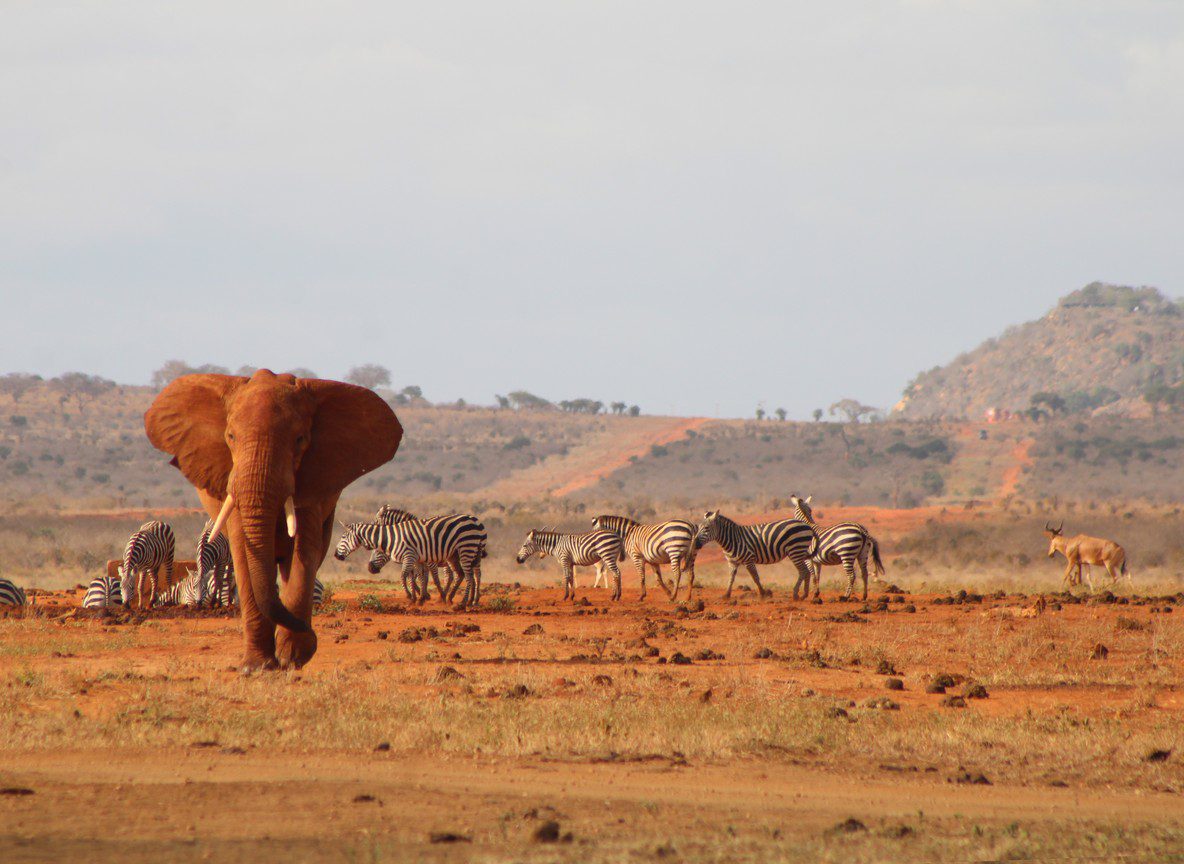Best Time To Visit Amboseli For Kilimanjaro Views