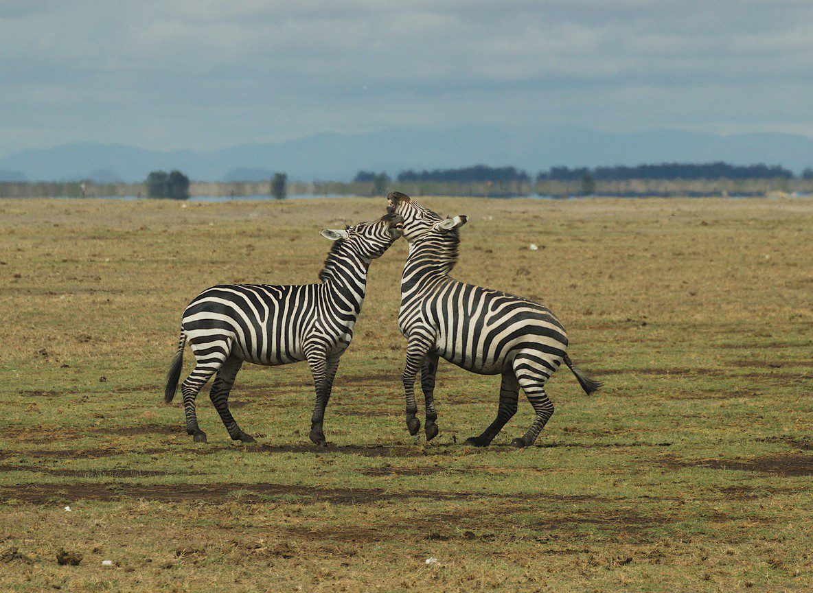 Best Time To Visit Amboseli For Kilimanjaro Views