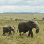 Best Time Wildebeest Migration Kenya Guide