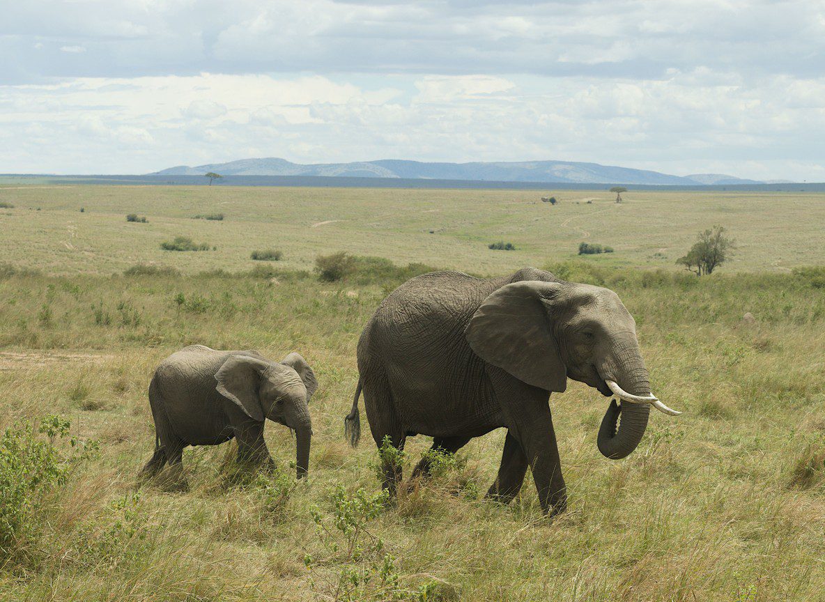 Best Time Wildebeest Migration Kenya Guide