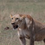 Best Travel Agency Nairobi Safari Company Kenya