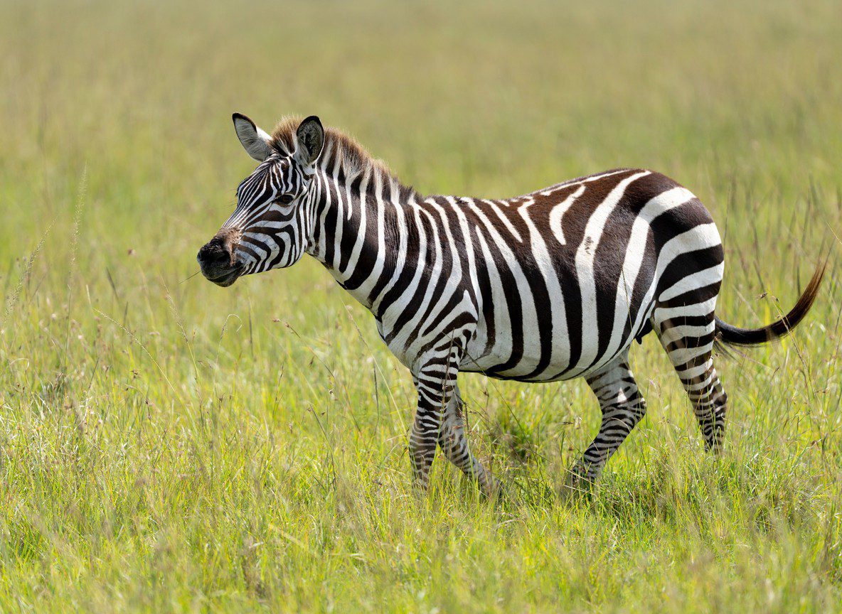 Best Travel Agency Nairobi Safari Company Kenya