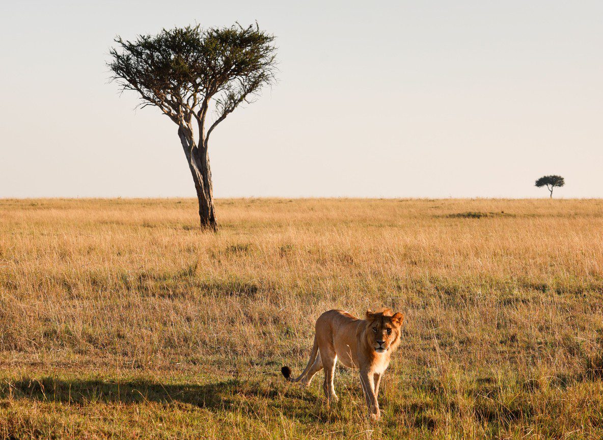 Big Five Vs Big Seven Vs Big Nine Kenya Guide