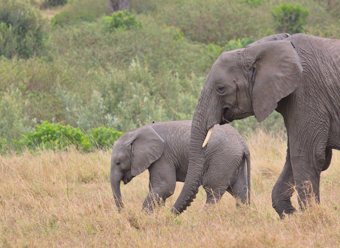 Birding In Kenya Safari Guide