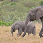 Birding In Kenya Safari Guide