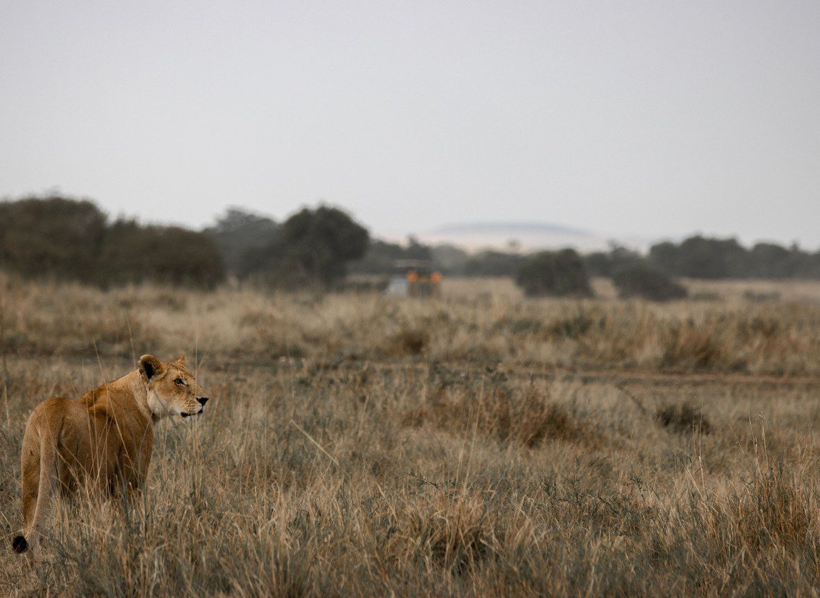 Birding In Kenya Safari Guide